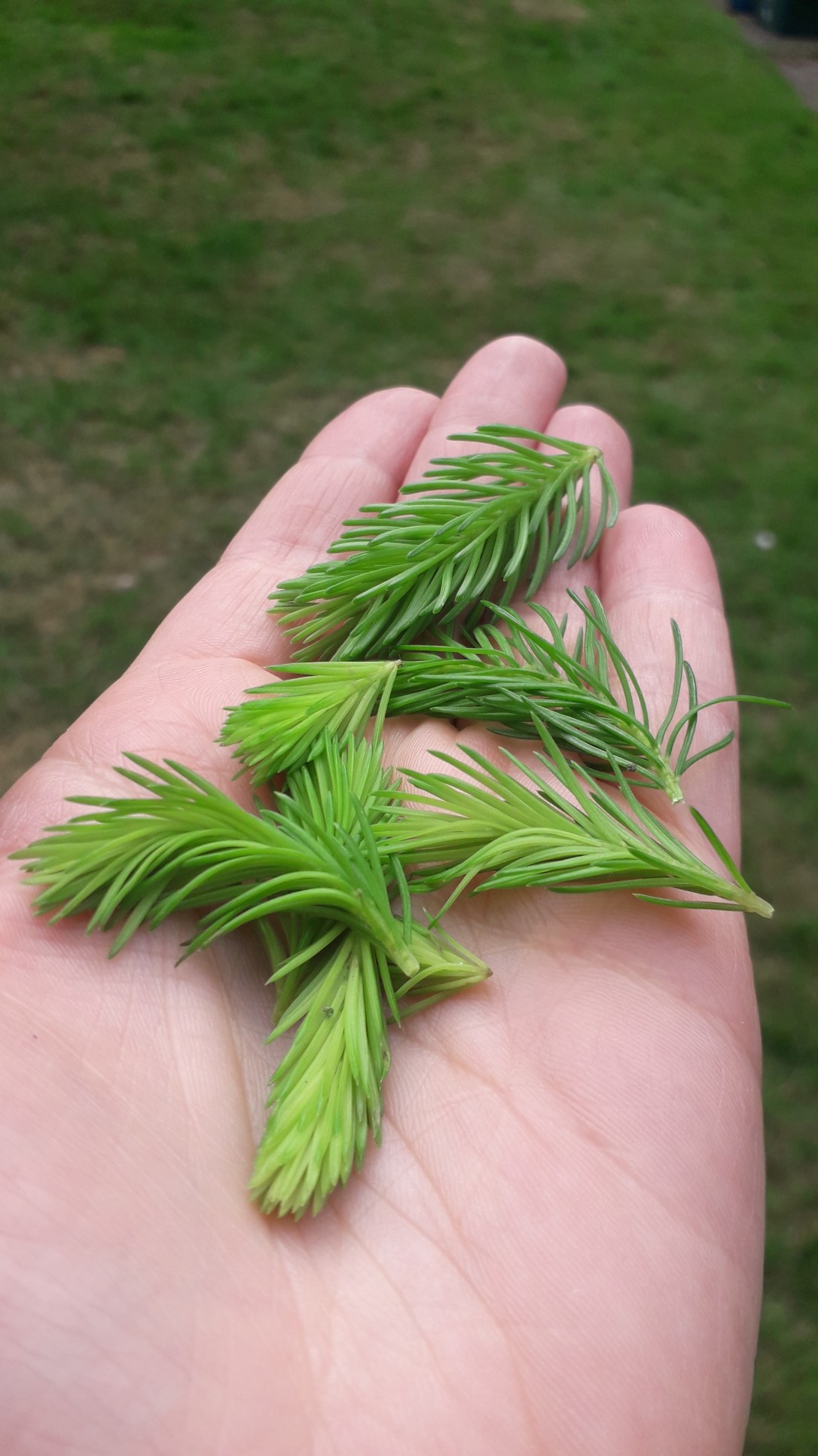 The Magic of&nbsp;Foraging