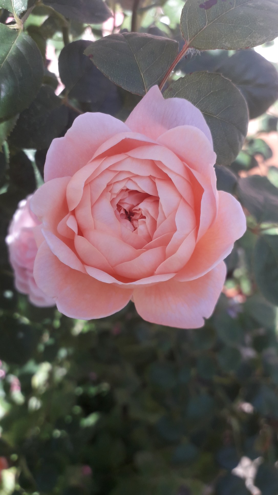 Wild about Roses