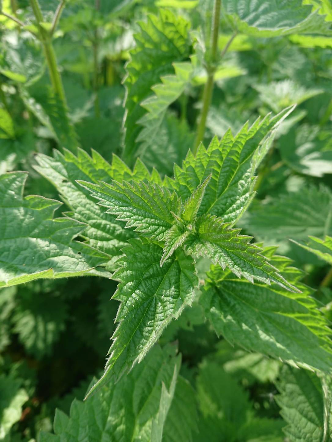 In Celebration of the humble&nbsp;Nettle