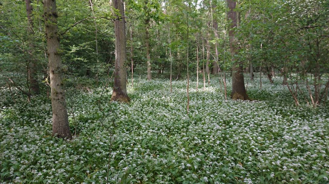 Wild Garlic Galore