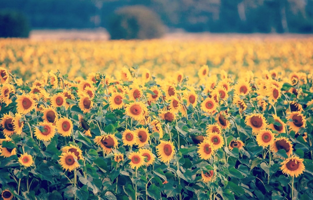 The benefits of Sunflower Seed&nbsp;Oil