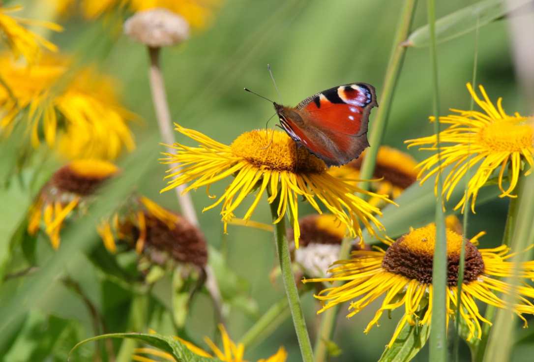 A Guide to Litha – the Summer&nbsp;Solstice