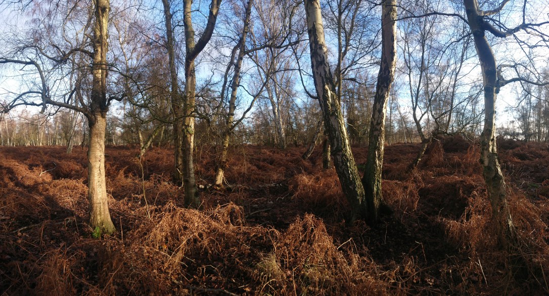 Mindful Moment – Winter&nbsp;Solstce