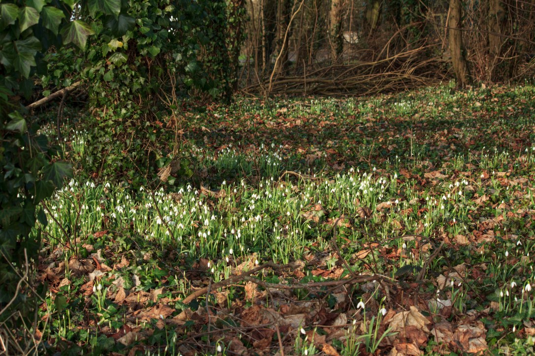 A Guide to&nbsp;Imbolc