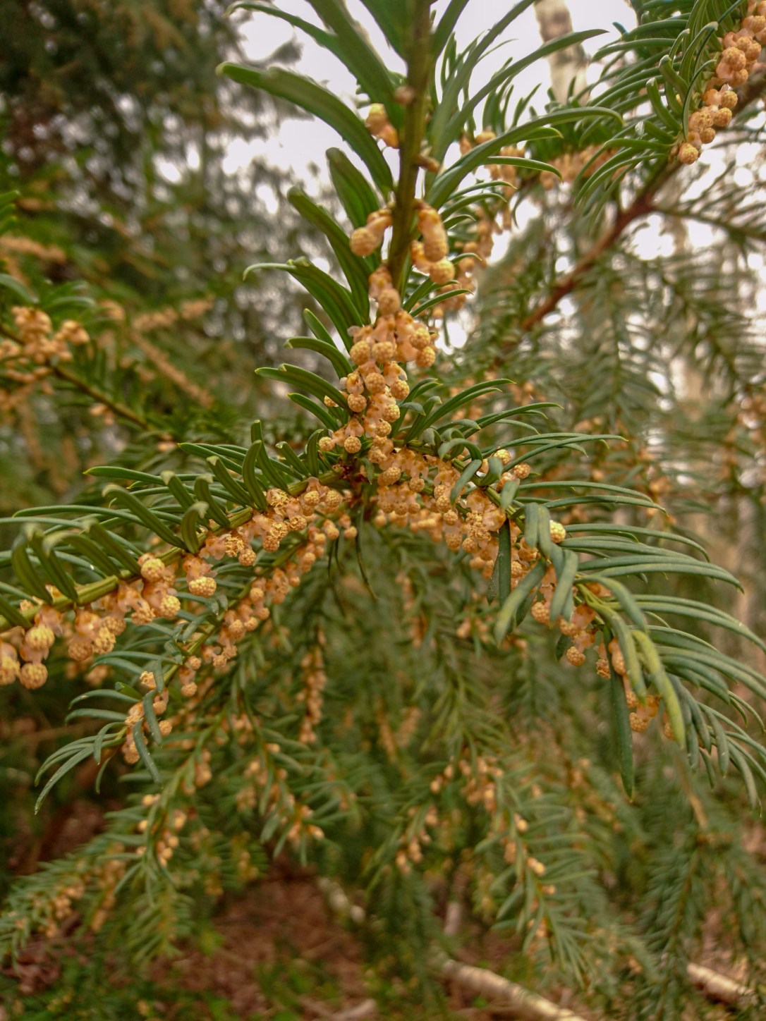 The Magic of&nbsp;Yew