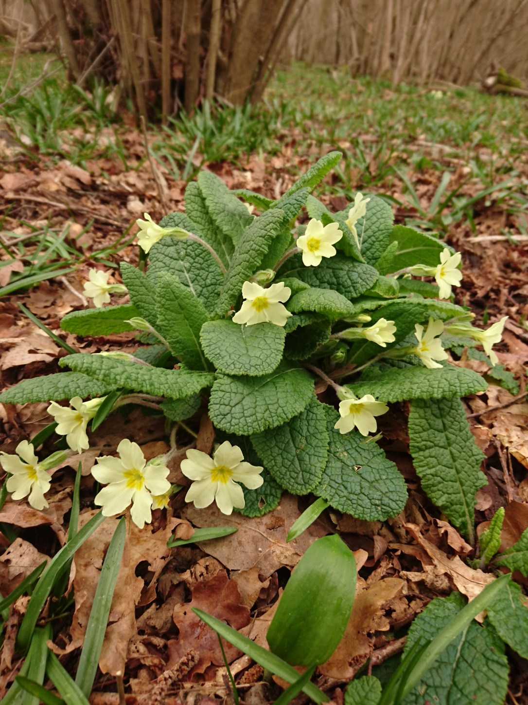 Lessons from a&nbsp;Primrose