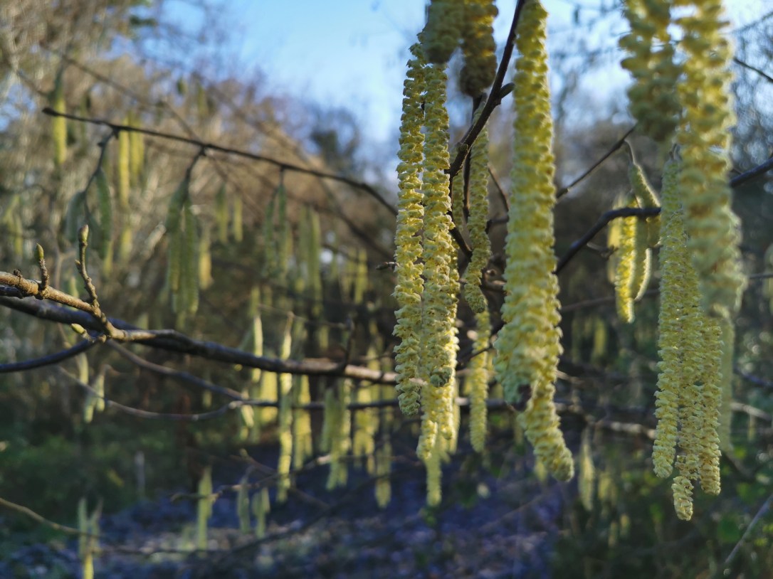 The Magic of&nbsp;Hazel