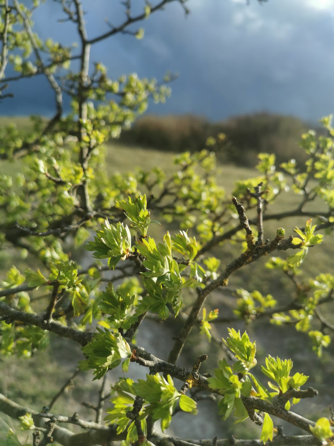The Magic of&nbsp;Hawthorn