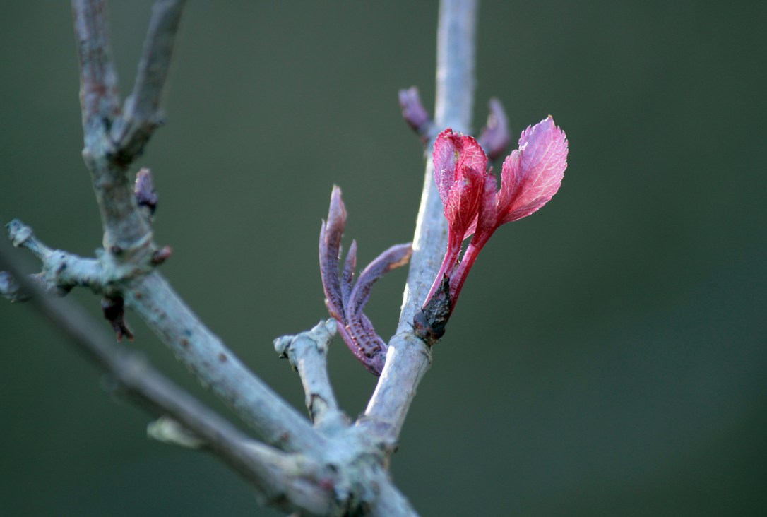 The Magic of&nbsp;Elder