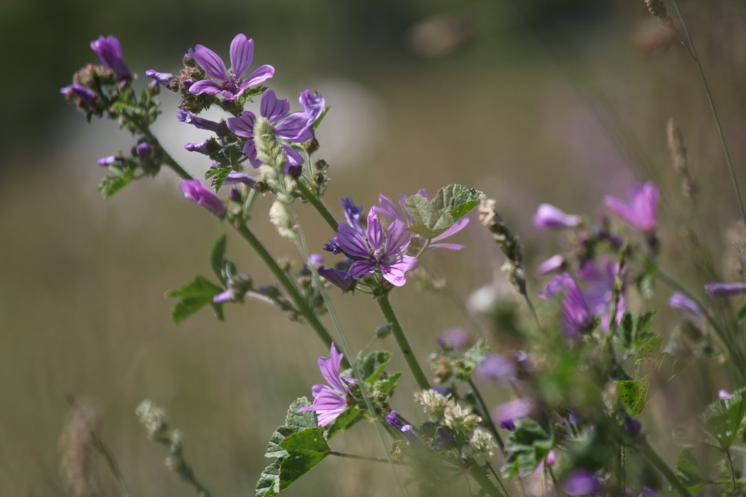 The Magick of&nbsp;Mallow