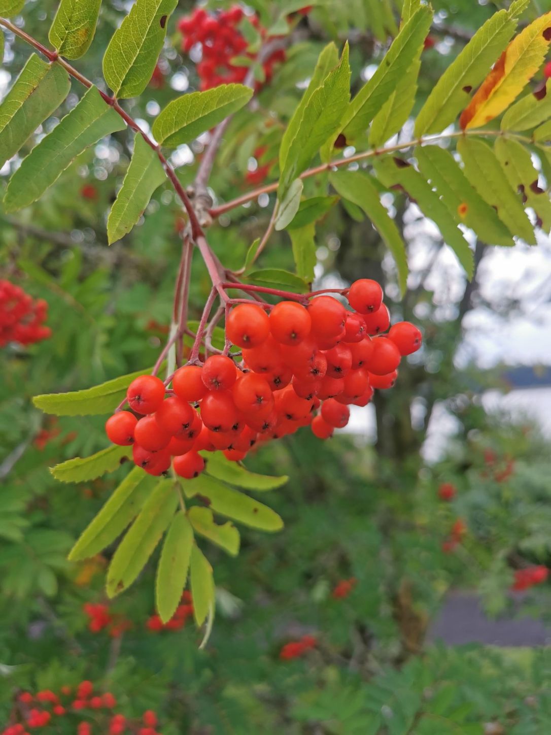 A Rowan Collection & Autumn&nbsp;Updates