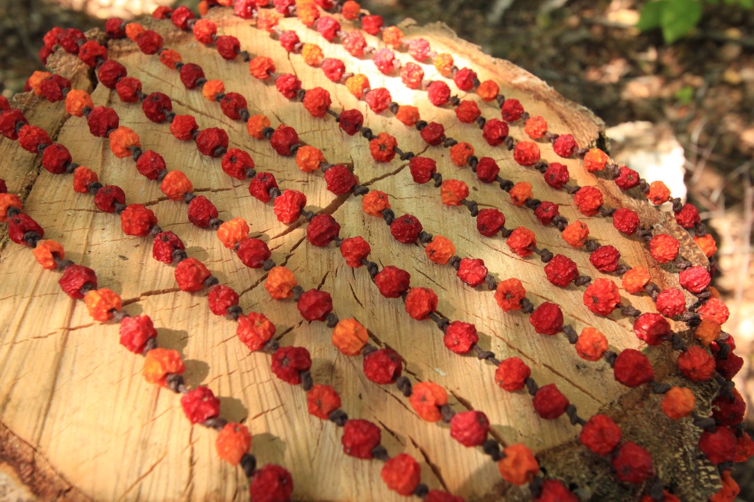 The magic of&nbsp;Rowan