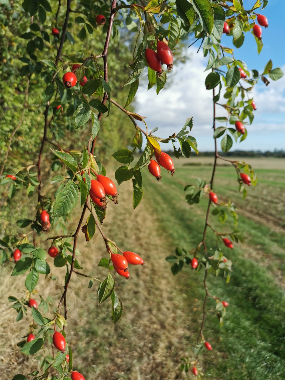 If you go down to the woods&nbsp;today…