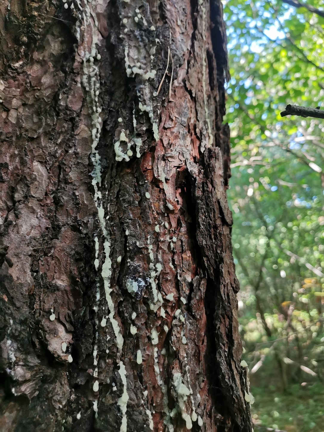 A note about&nbsp;resin