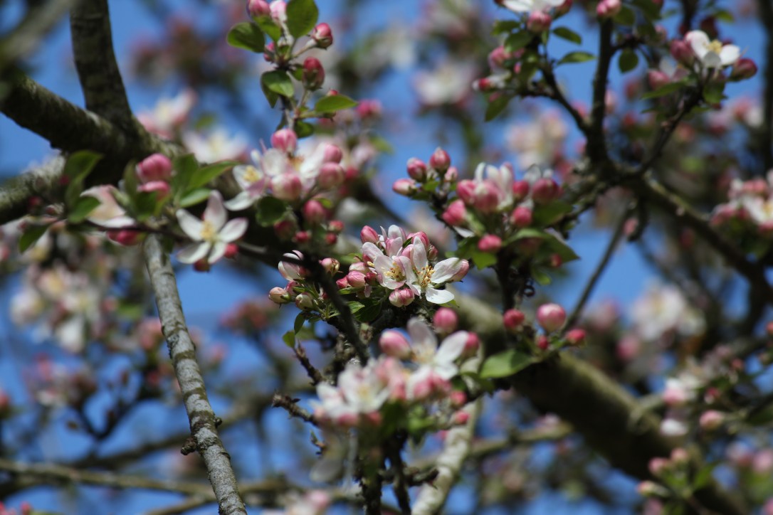 The Magic of the Apple&nbsp;Tree
