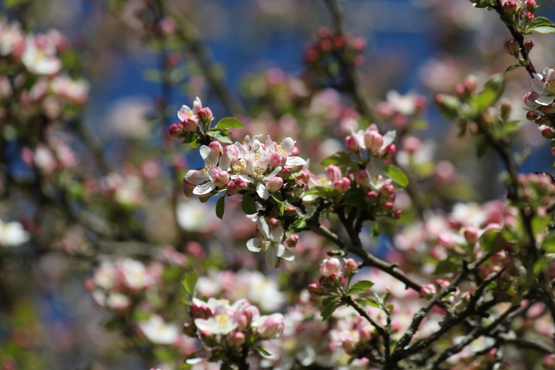 A Guide to&nbsp;Beltane