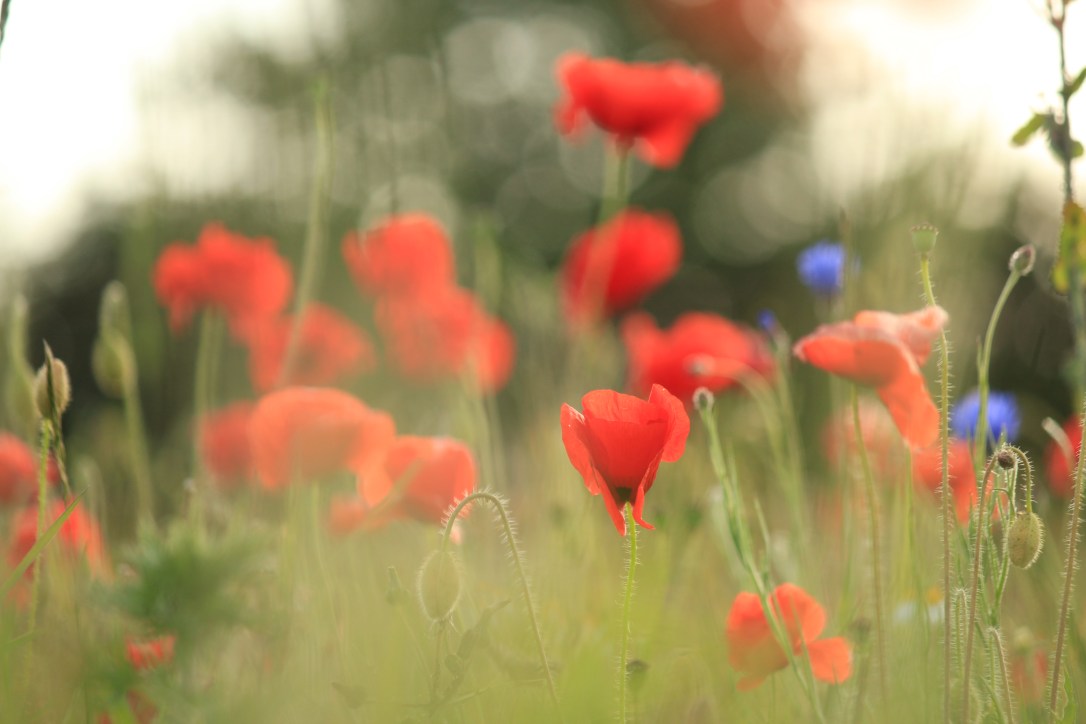 Lessons from the Longest&nbsp;Day