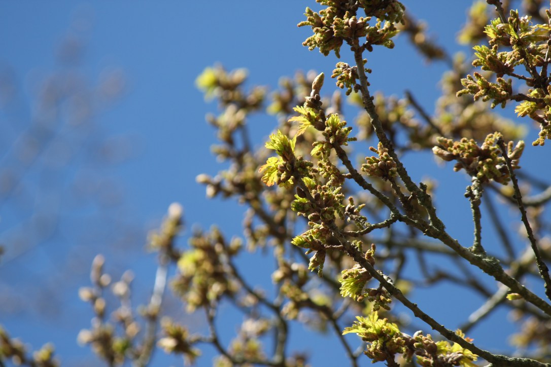 The Magic of&nbsp;Oak