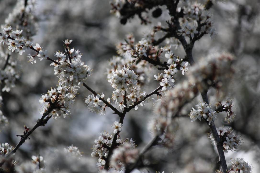 The Magic of&nbsp;Blackthorn