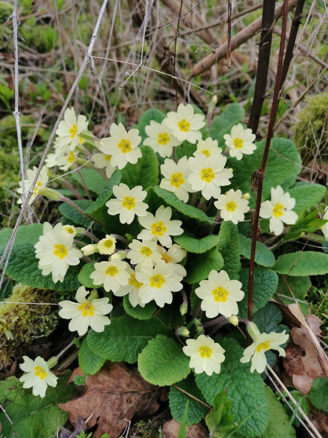 Awakening with Ostara