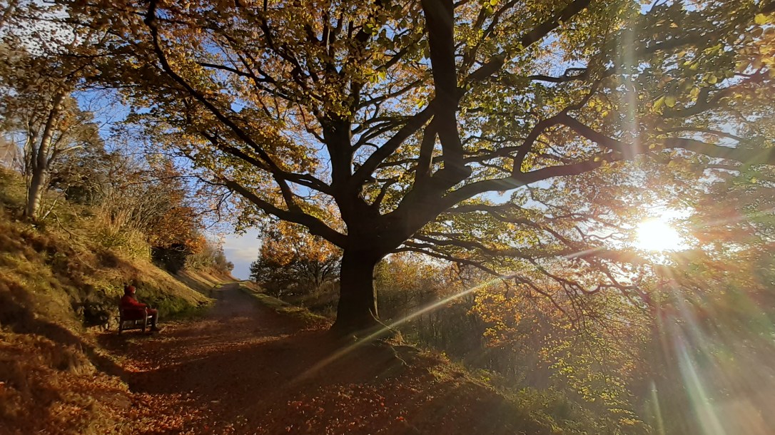 Tree Guides for Embracing Change