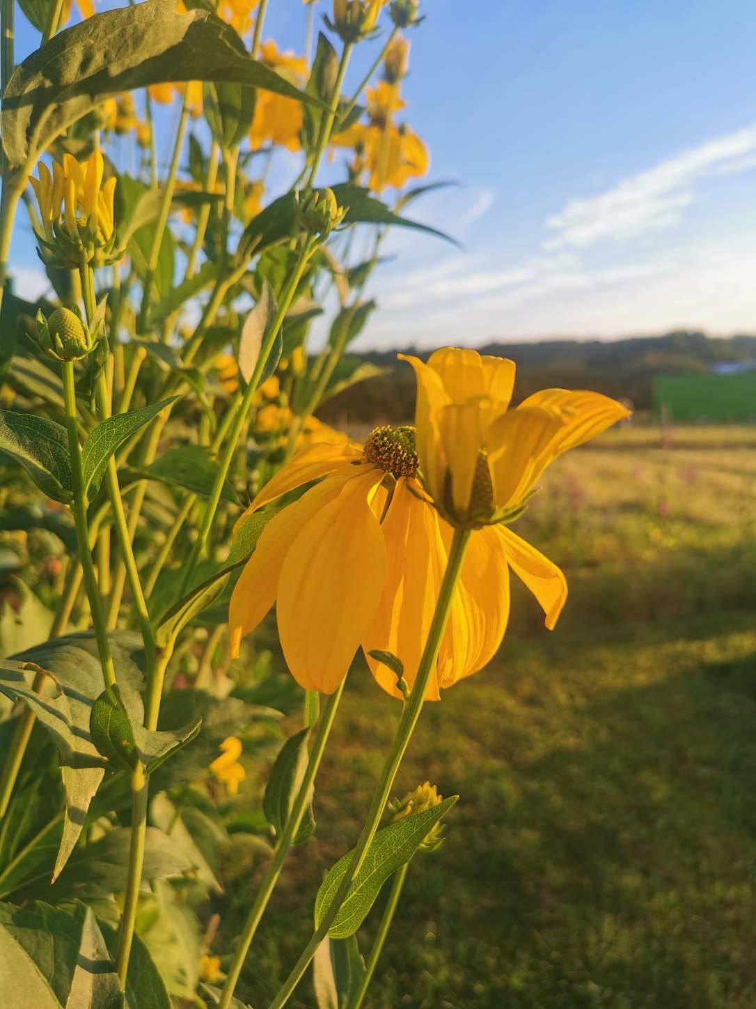 Late Summer & the smell of&nbsp;Autumn