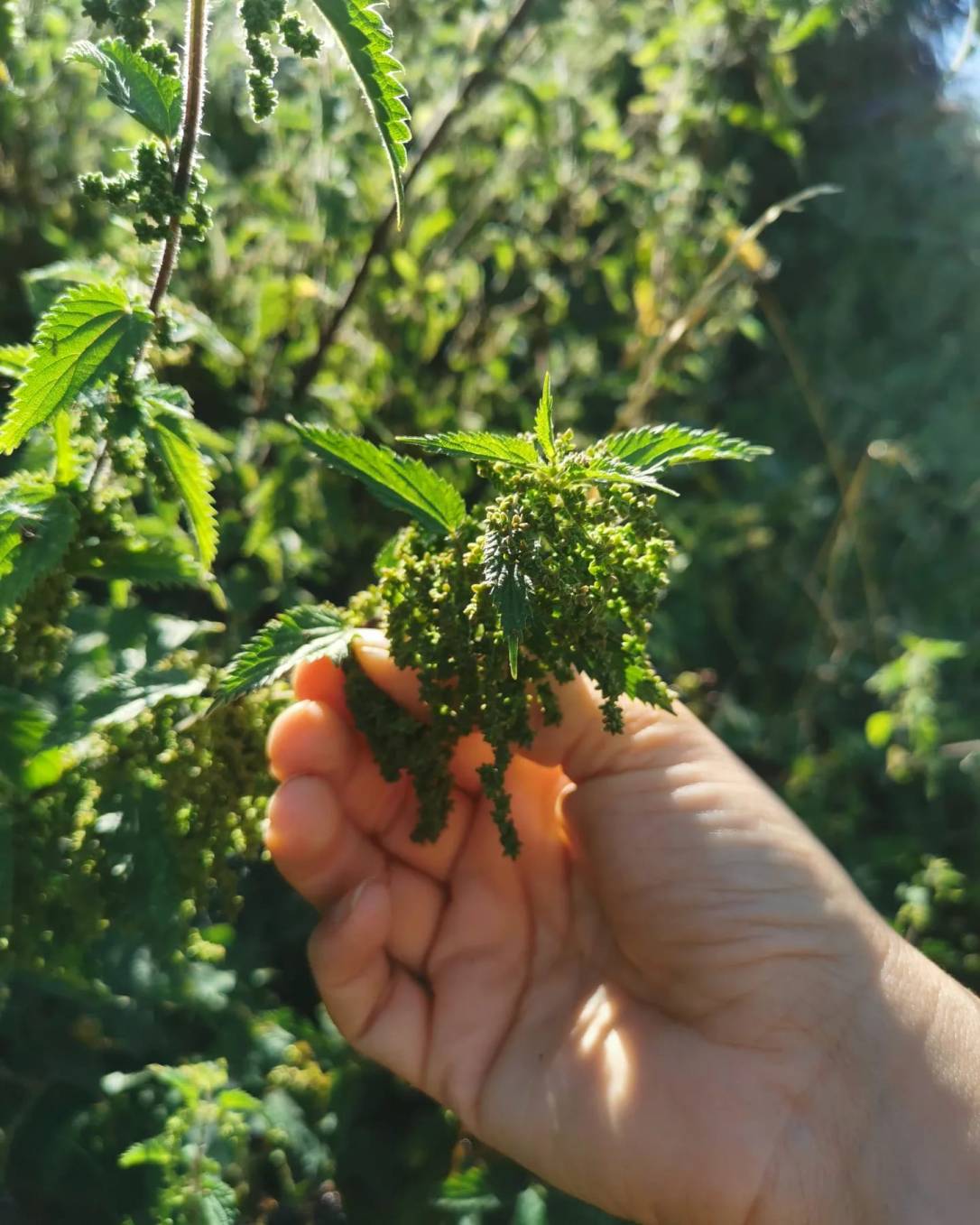Nutritious little Nettle&nbsp;Seeds