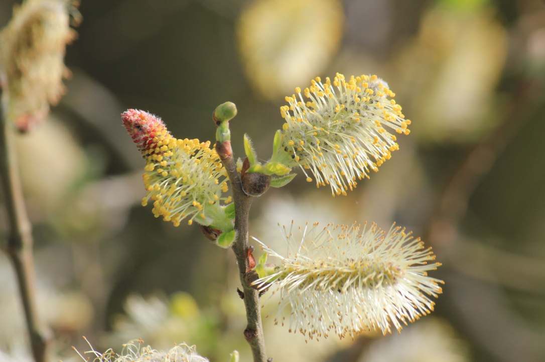 The Magic of&nbsp;Willow