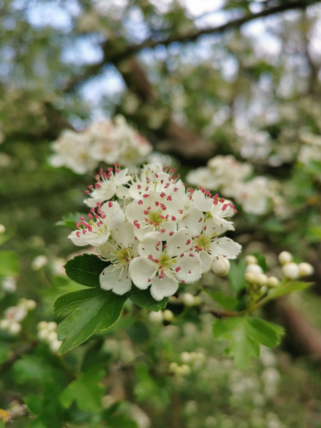 National Hedgerow Week