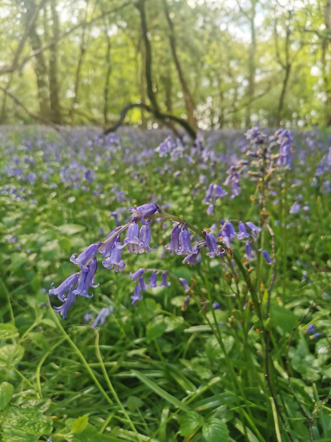 April overwhelm, mindful moments & tree&nbsp;flowers