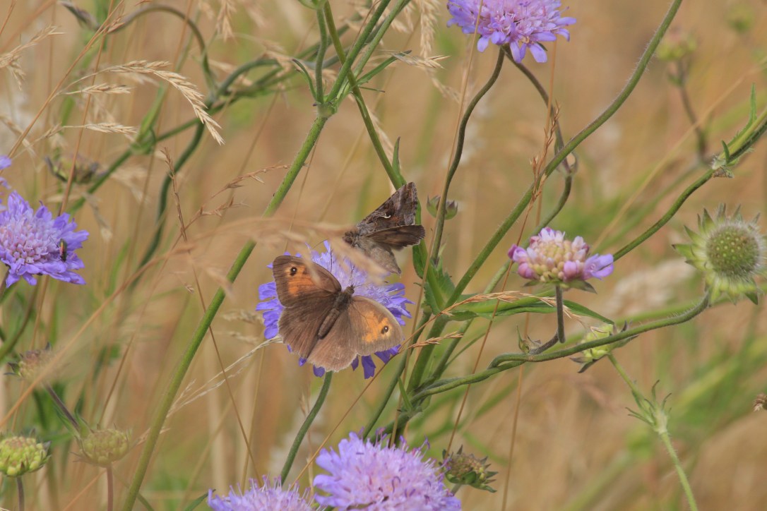 Plants of the Summer&nbsp;Solstice