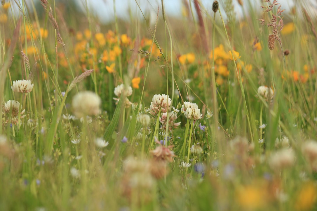 My favourite practices for grounding at&nbsp;Midsummer