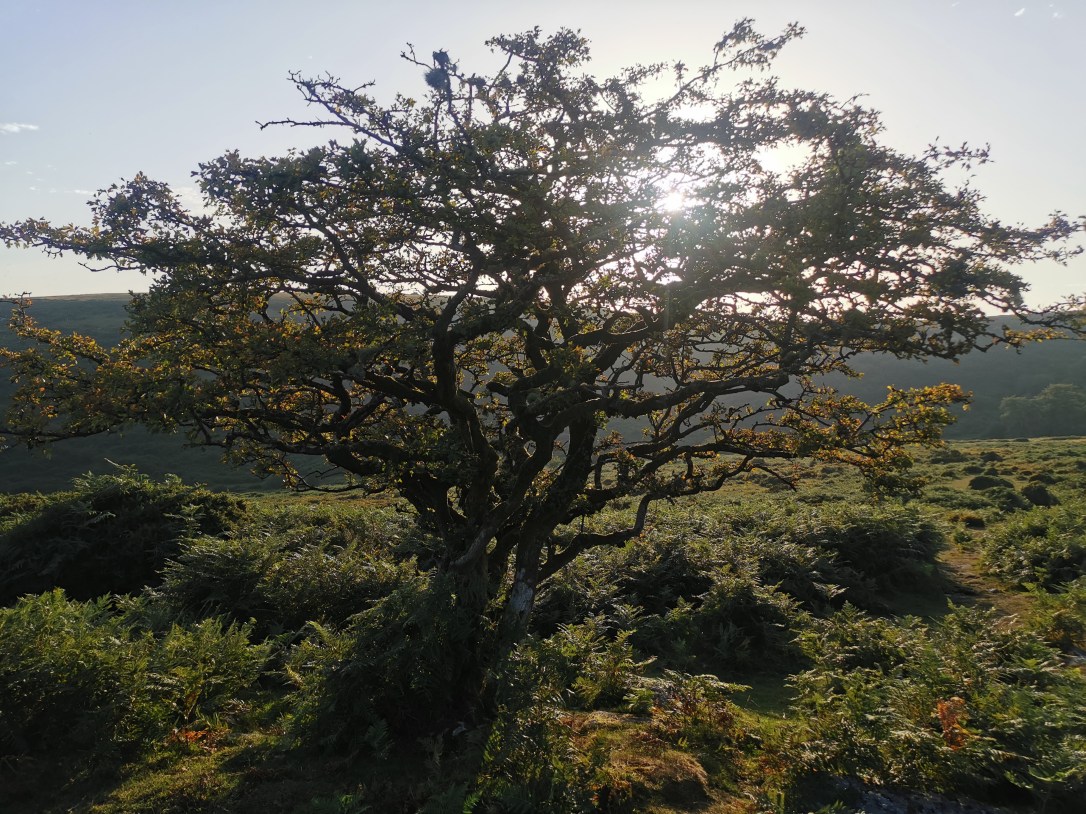 New Moon blessings and a bank holiday&nbsp;sale