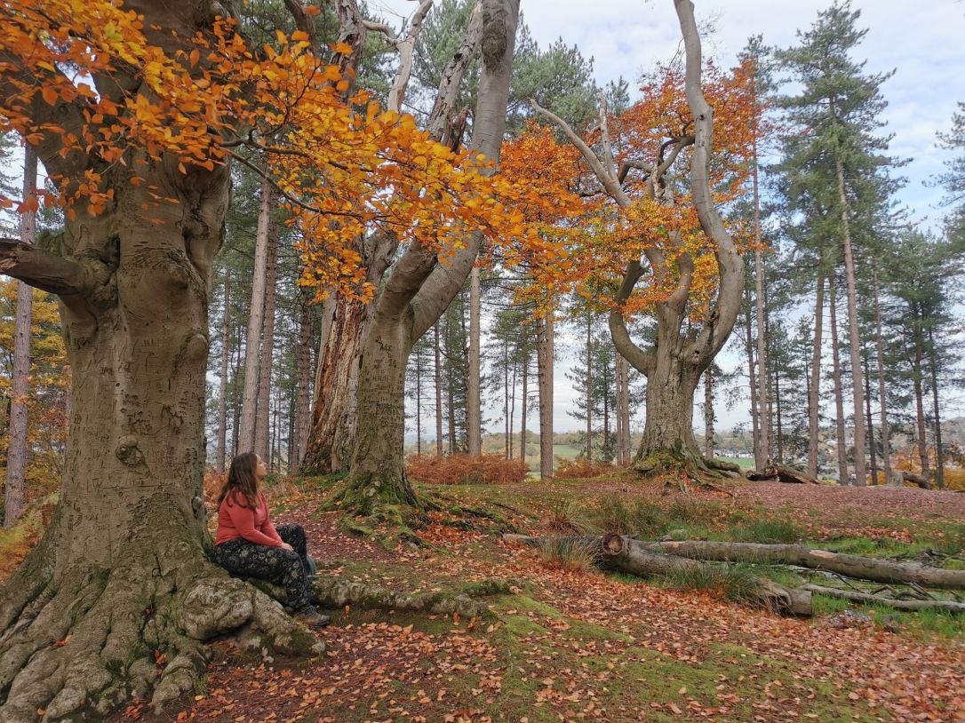 Celebrating National Tree Week with some of our favourite&nbsp;trees