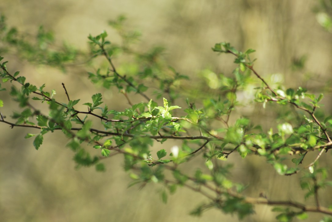 Mindful Spring Practices