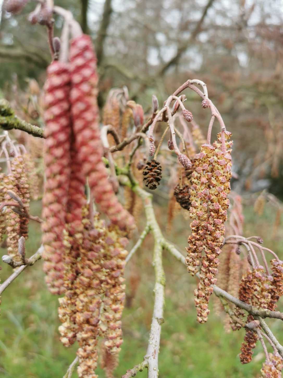 The Magic of&nbsp;Alder