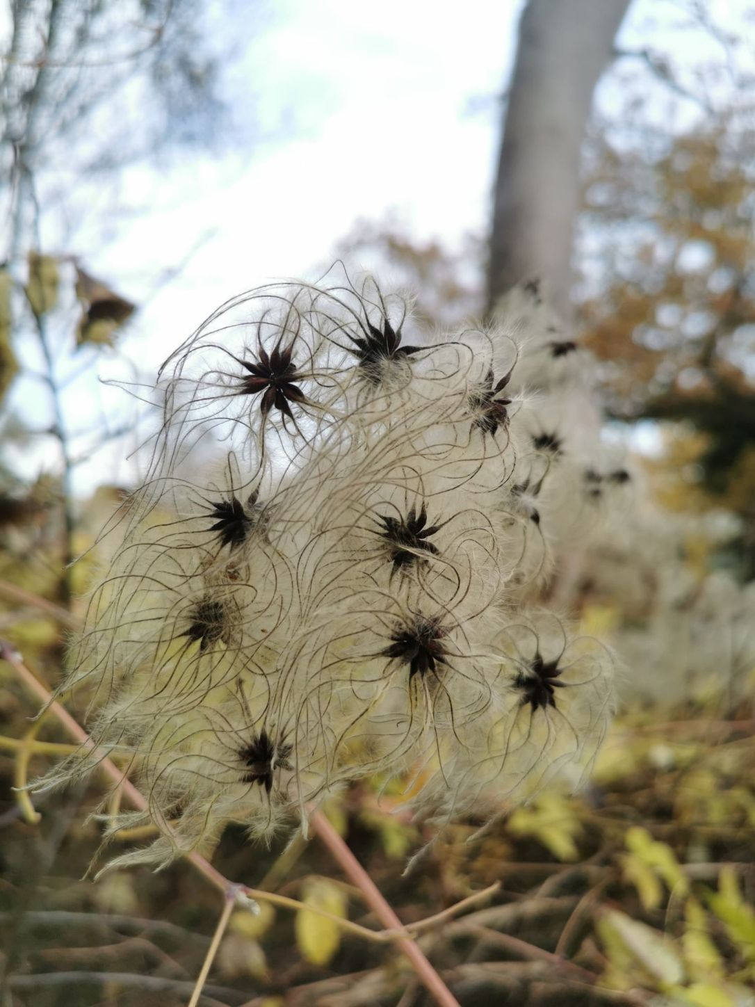 A brand new wood, but not from a&nbsp;tree…