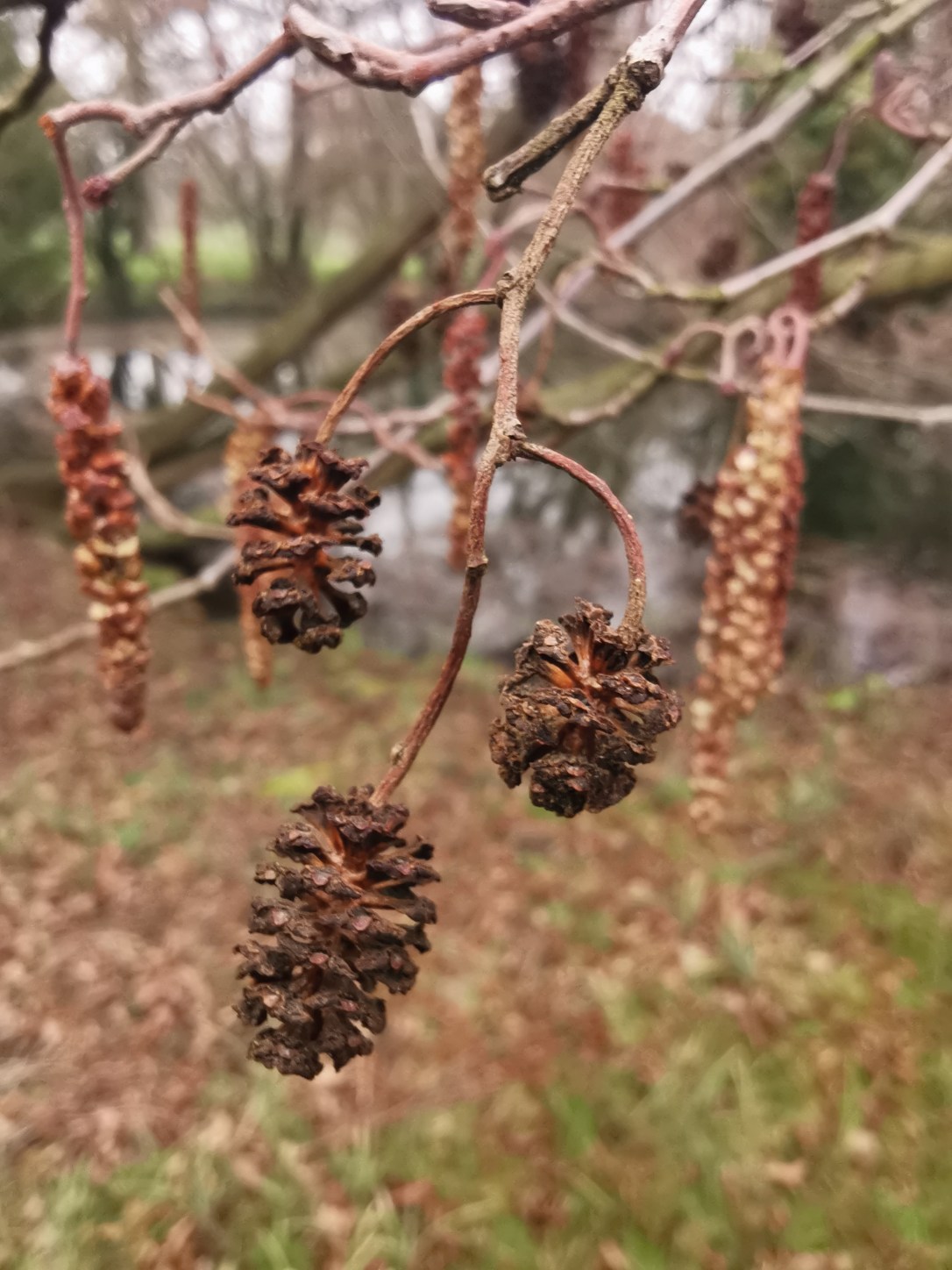 New Moon, Spring Equinox & the Alder&nbsp;tree
