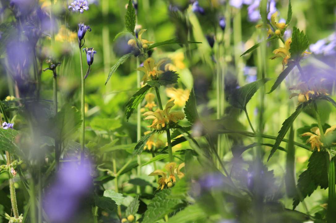 Beltane and the Wild Magic of Hawthorn