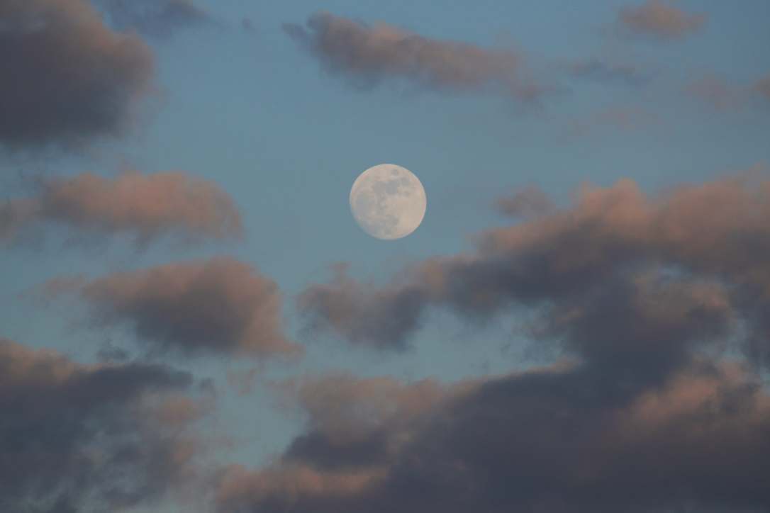The Magic of Wild&nbsp;Clematis