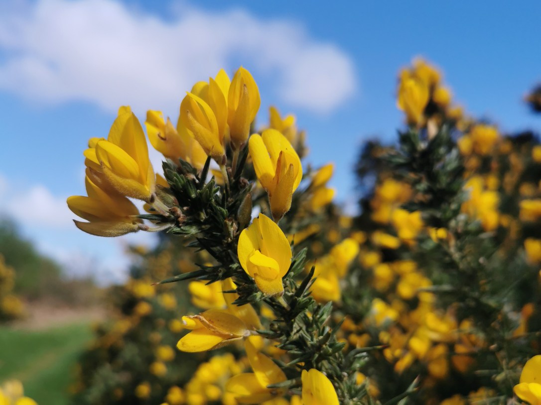 April openings, Gorse &&nbsp;Broom