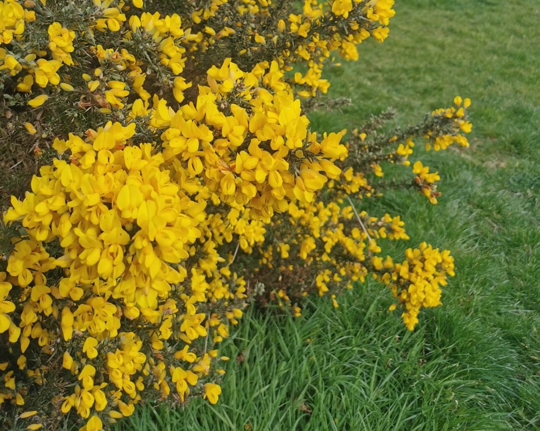 The Magic of Gorse and&nbsp;Broom