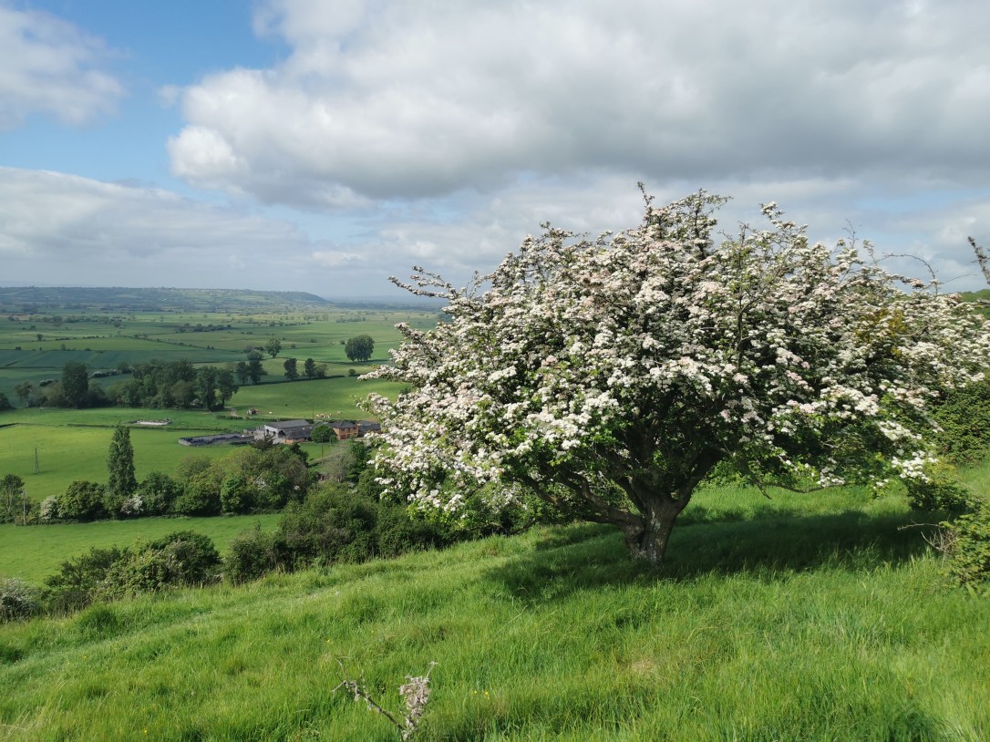 Wild Hawthorn Pendants