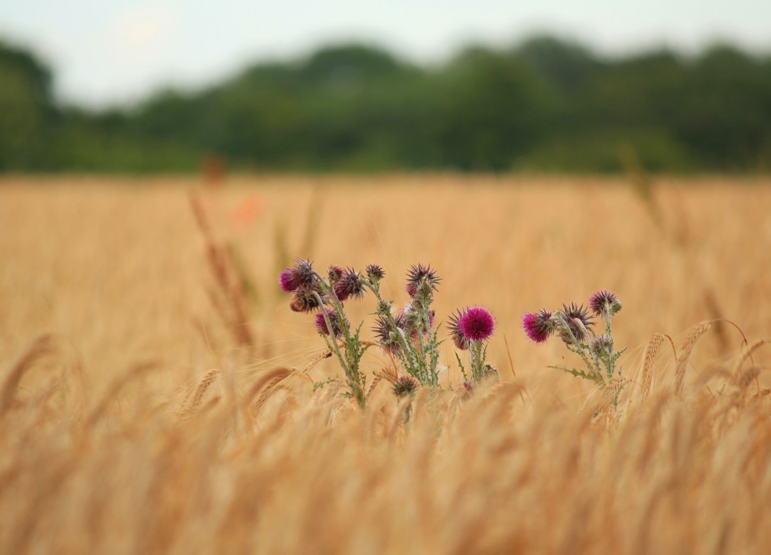 Lammas, Lavender and a Sense of Home