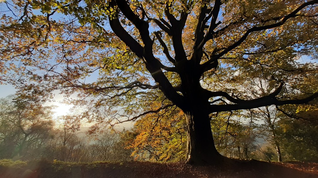 Tree Guides for Slowing&nbsp;Down